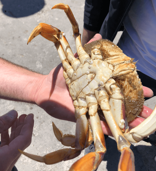 Hands-on crabbing fun for all skill levels!